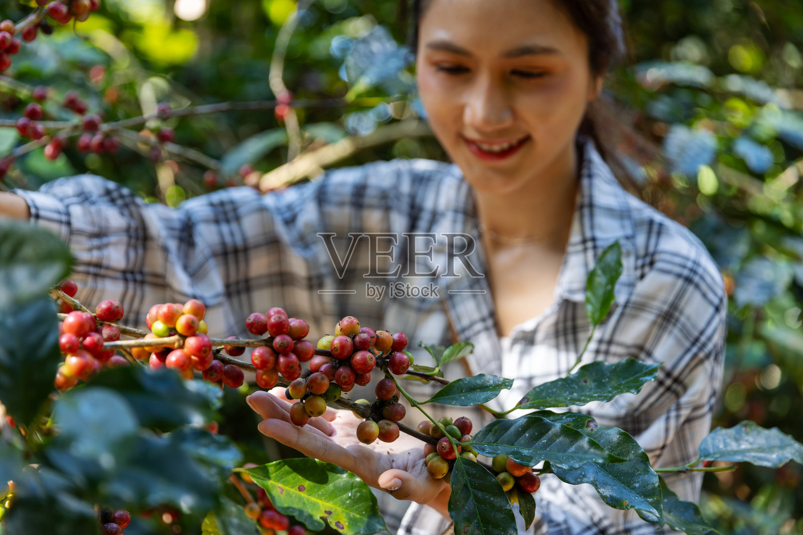 咖啡女农正在检查带有黑色蚂蚁的阿拉比卡咖啡浆果照片摄影图片