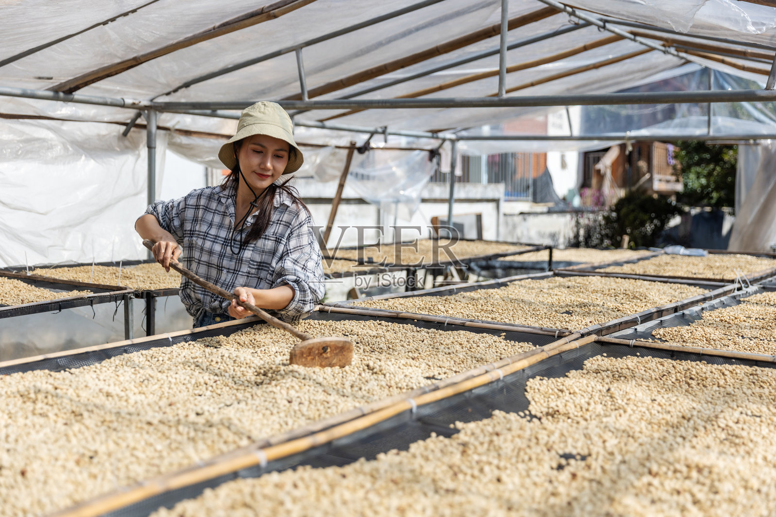 咖啡种植者在温室中晾晒咖啡豆照片摄影图片