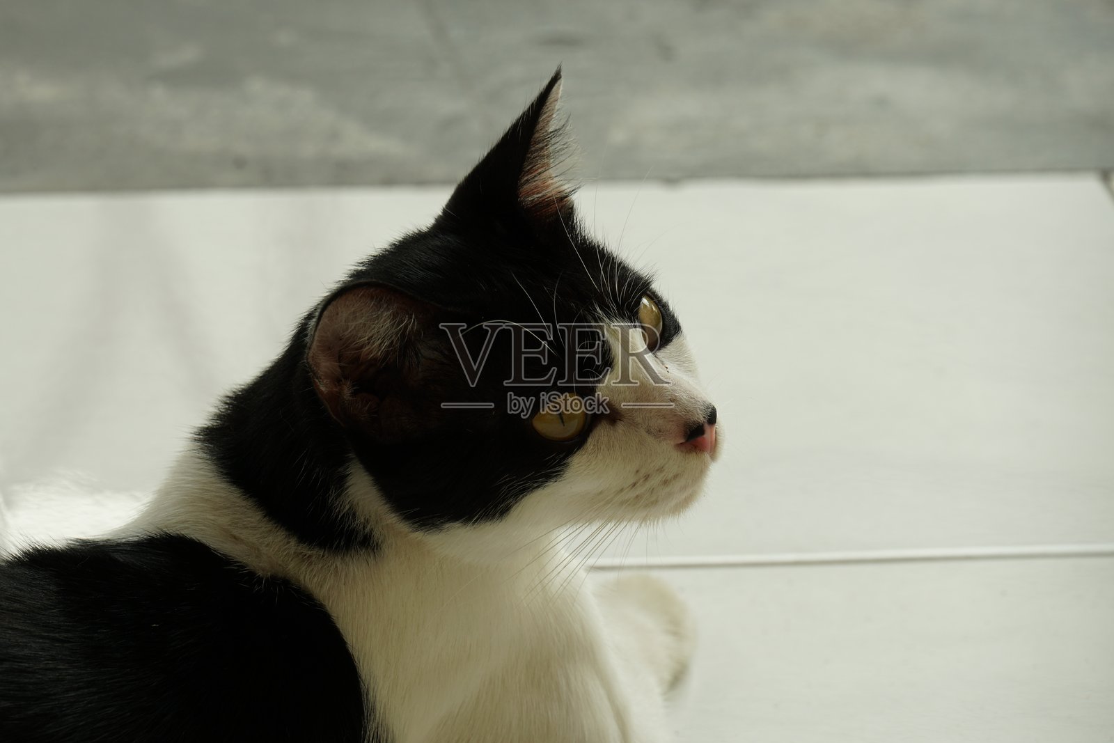 我的宠物猫在户外放松照片摄影图片