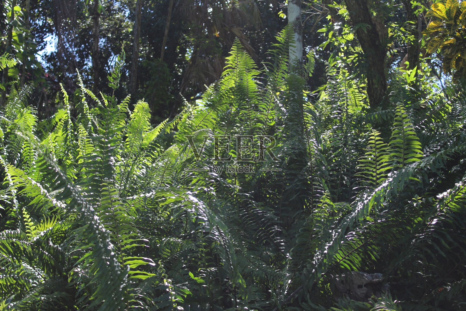 阳光史诗般地照亮了绿叶的特写照片摄影图片