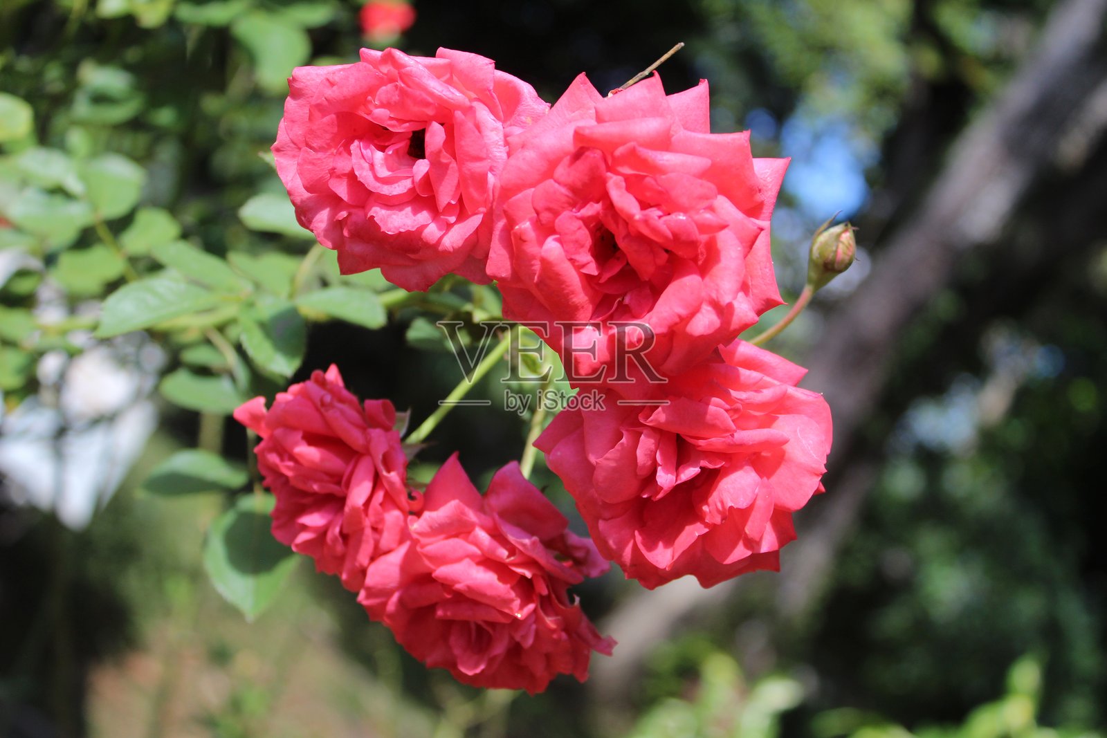 阳光史诗般地照亮玫瑰的特写（玫瑰是蔷薇科蔷薇属的木本多年生开花植物，或它所结的花），适合情人节照片摄影图片