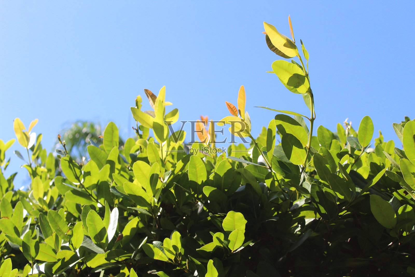 阳光以史诗般的方式照亮了发光的绿色树叶的特写镜头照片摄影图片