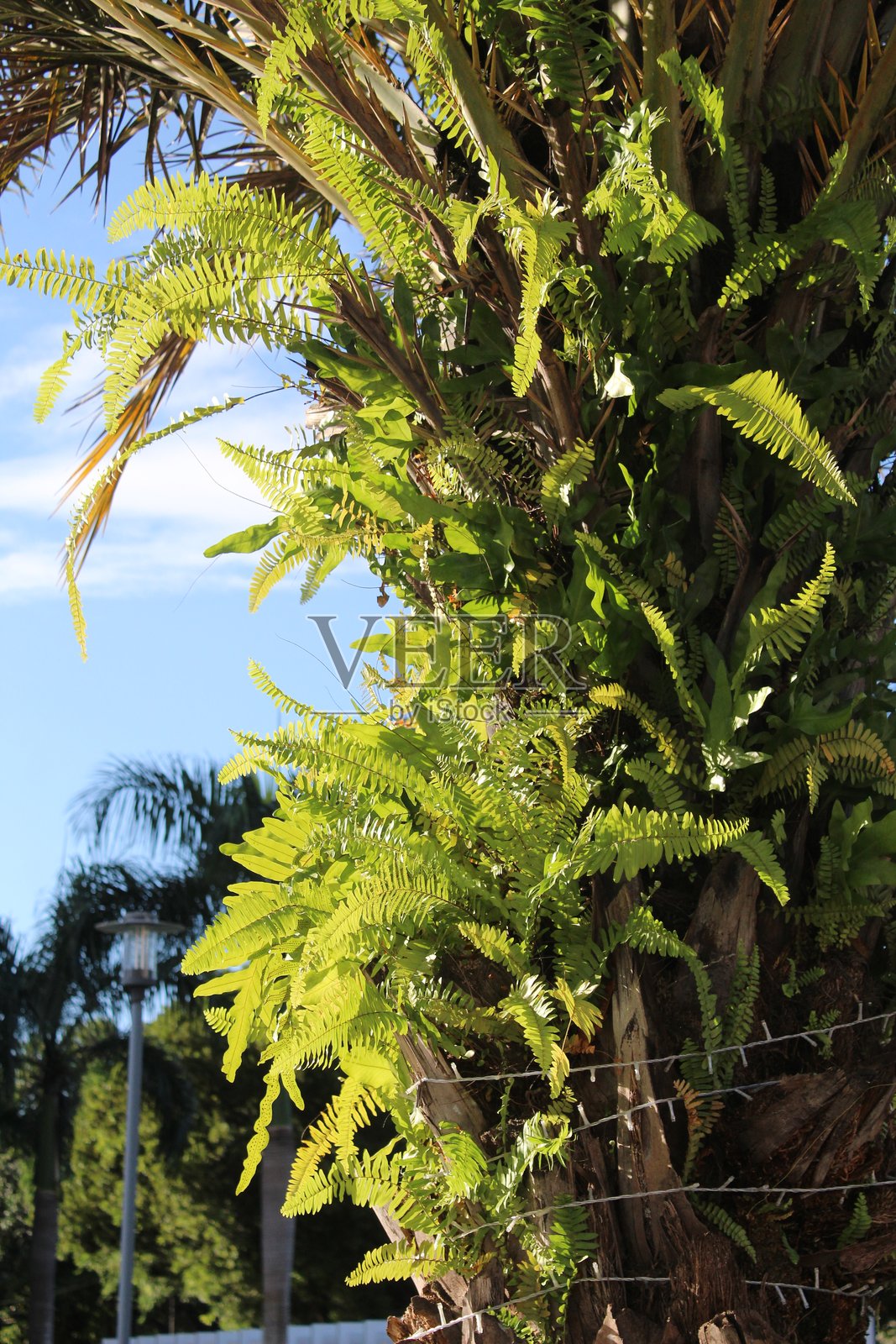 阳光史诗般地照亮了绿色的树叶照片摄影图片