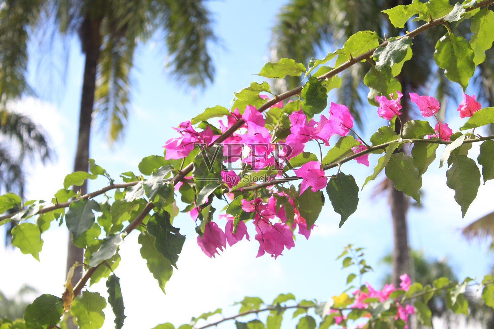 阳光下壮丽的九重葛叶片特写照片摄影图片