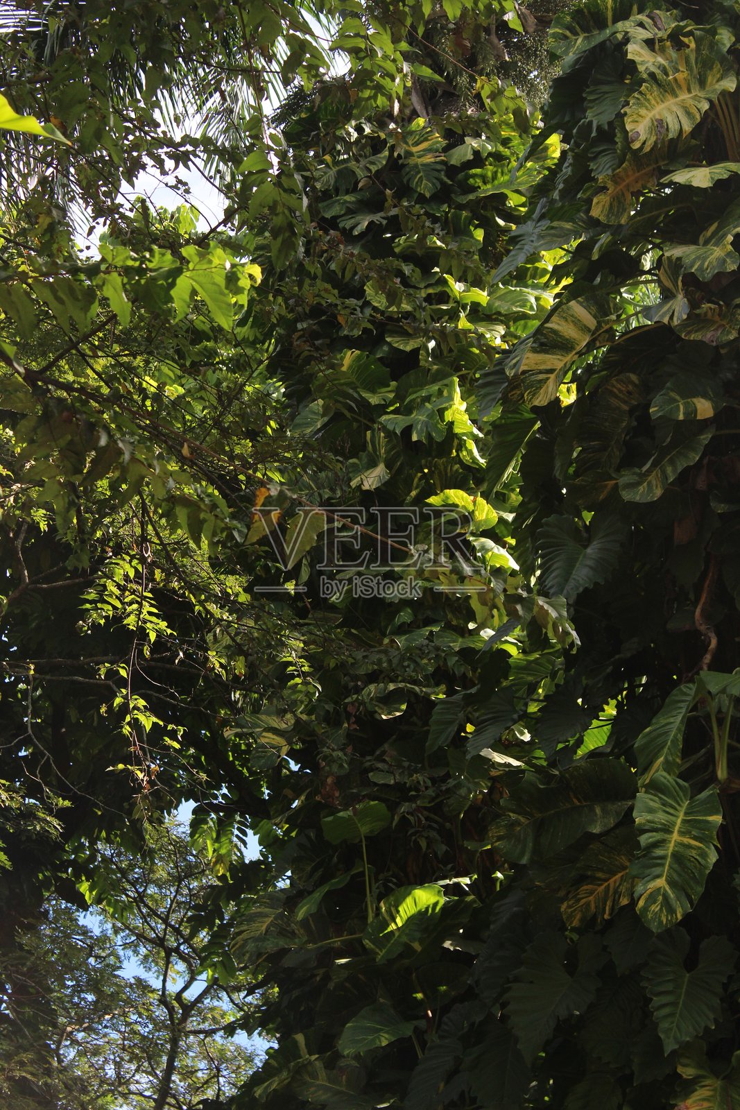 阳光以史诗般的方式照亮了绿色的树叶照片摄影图片