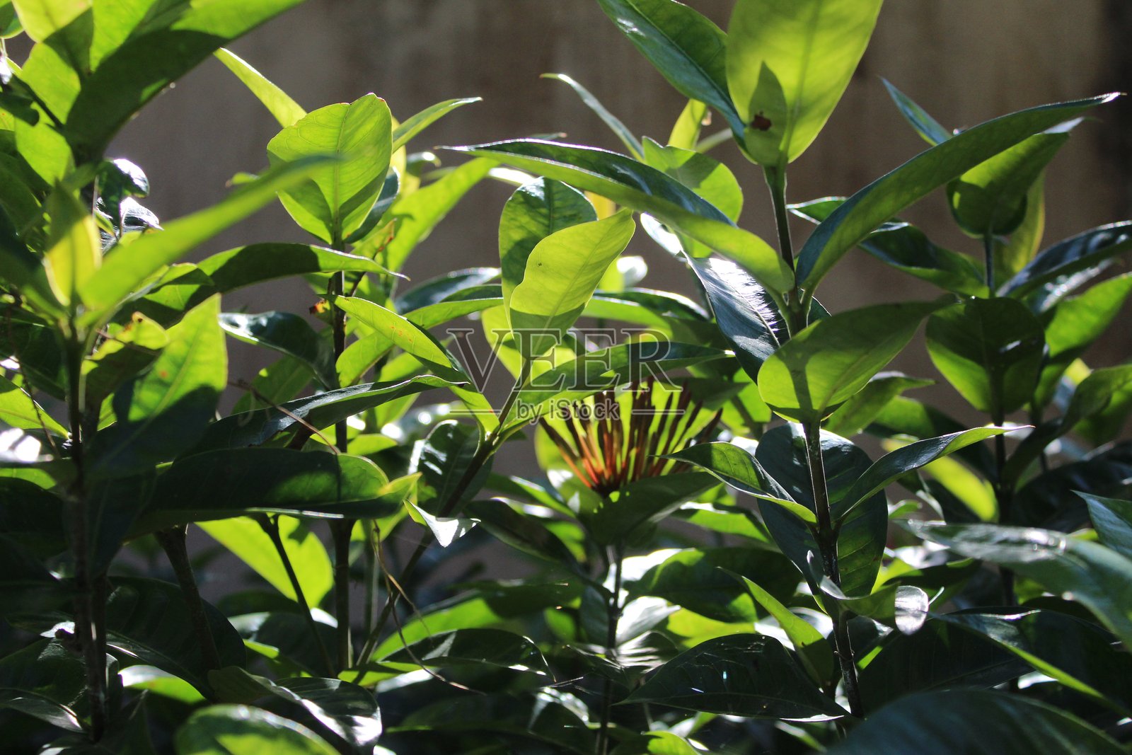 阳光以史诗般的方式照亮了红色朱槿花的特写，包括花茎和绿叶照片摄影图片