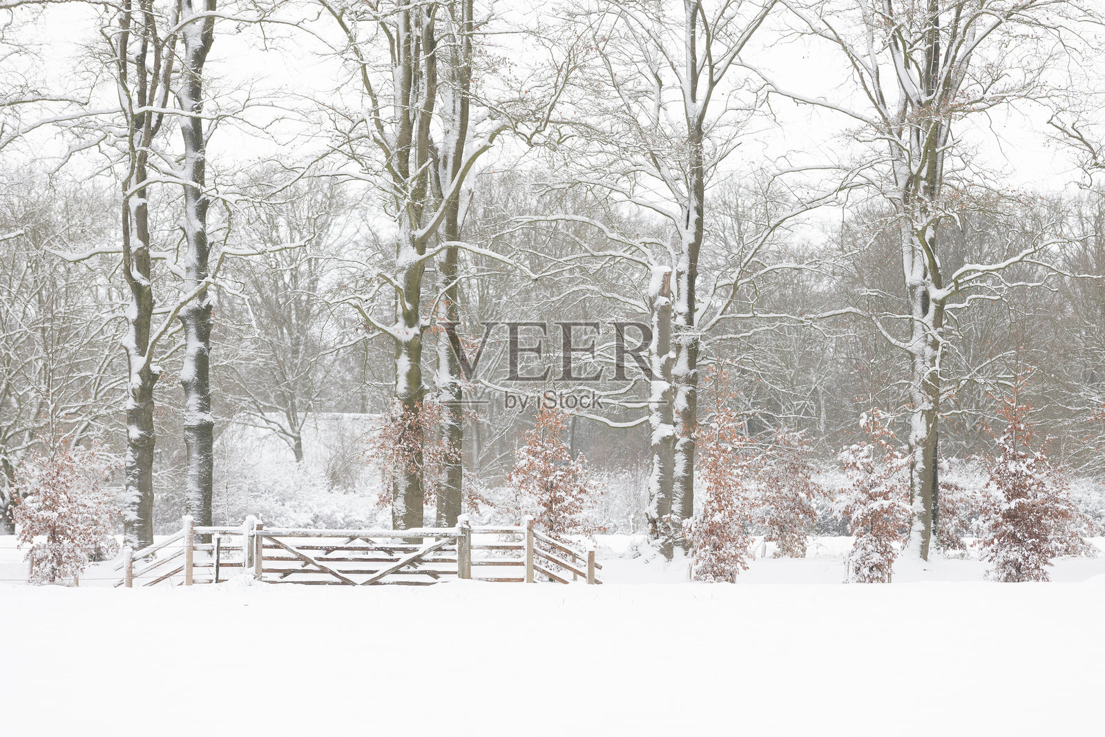 冬季阿默斯福特景观，有雪覆盖的树干和长有棕色叶子的年轻山毛榉树。照片摄影图片