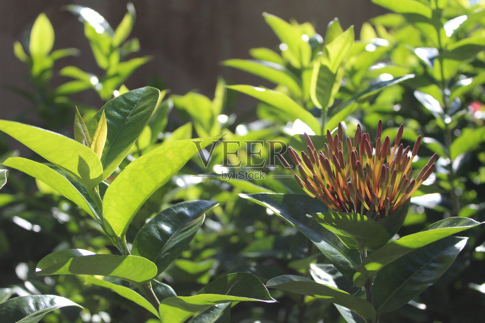 阳光以史诗般的方式照亮了朱槿花的特写、花茎和绿叶照片摄影图片