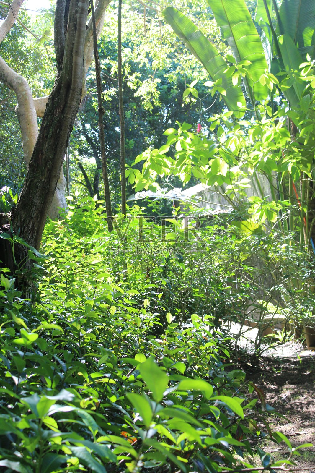 阳光史诗般地照亮绿色叶片的特写照片摄影图片