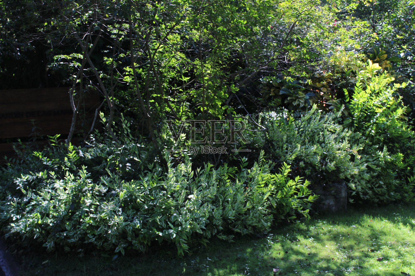 阳光史诗般地照亮了绿叶的特写照片摄影图片