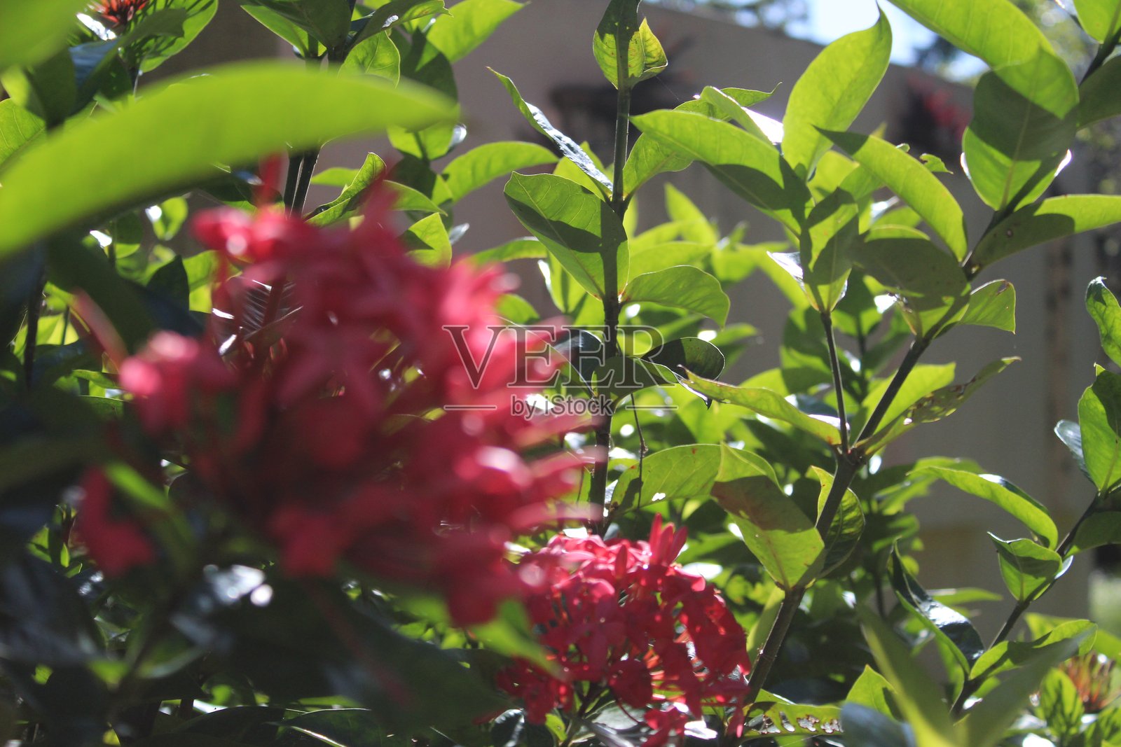 阳光史诗般地照亮了朱槿花的特写、花茎和绿叶照片摄影图片