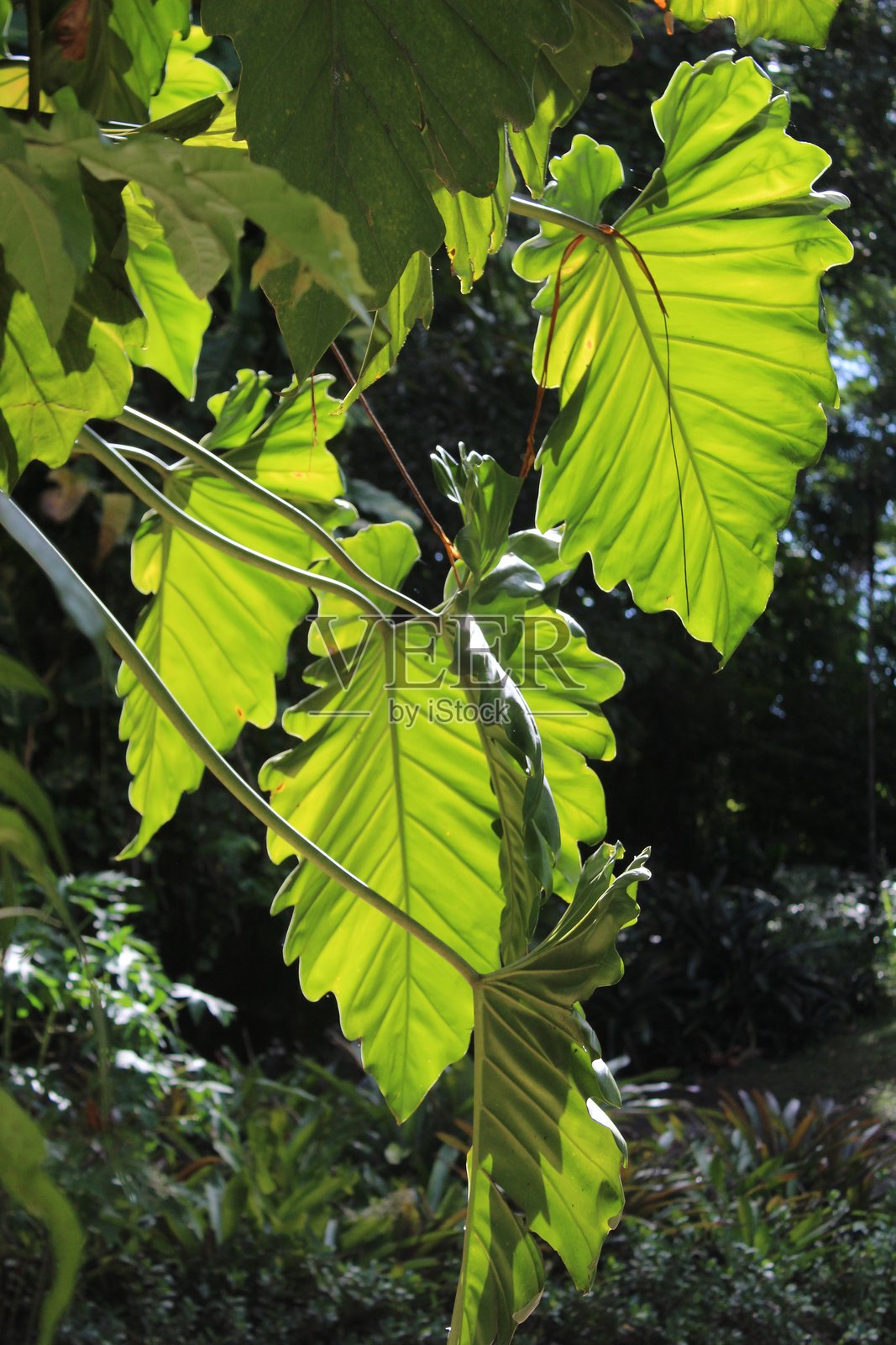 阳光史诗般地照亮了绿叶的特写照片摄影图片