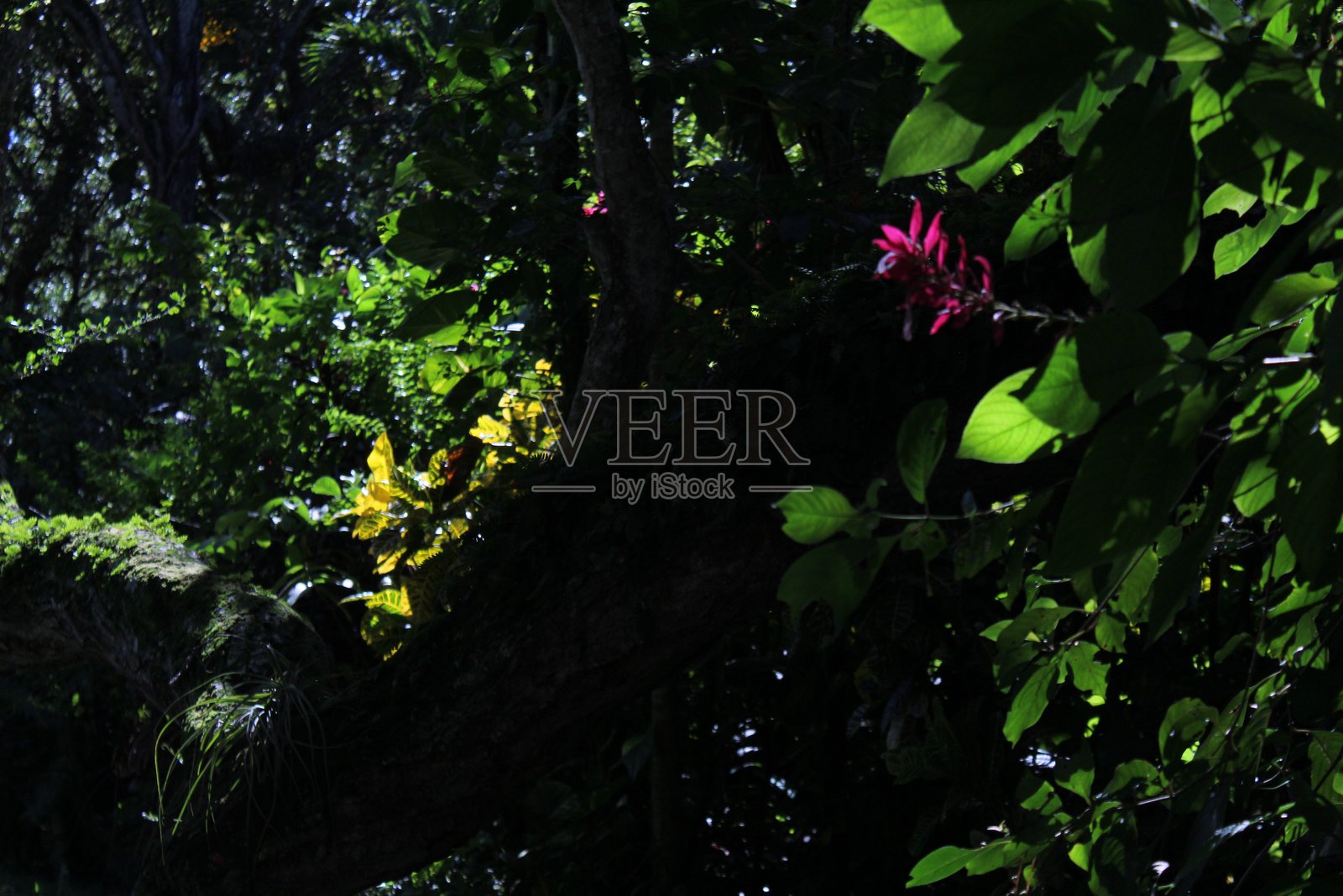 阳光以史诗般的方式照亮粉色花朵和绿色叶子的特写，适合情人节照片摄影图片