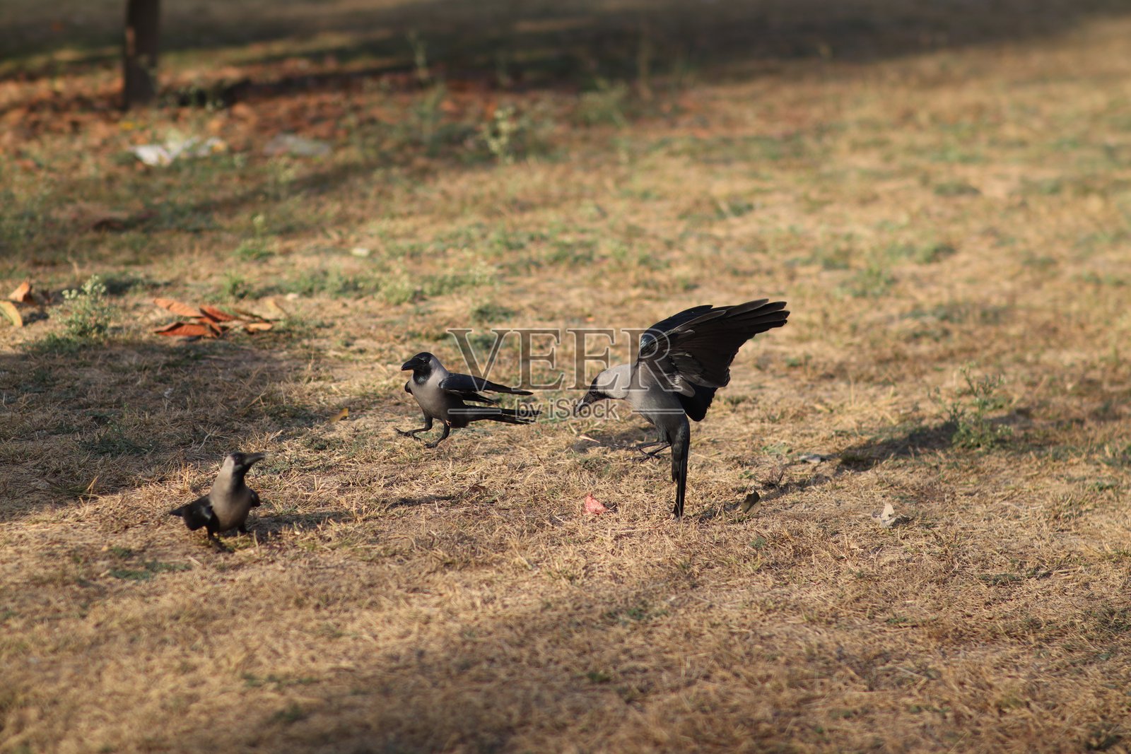 乌鸦照片摄影图片