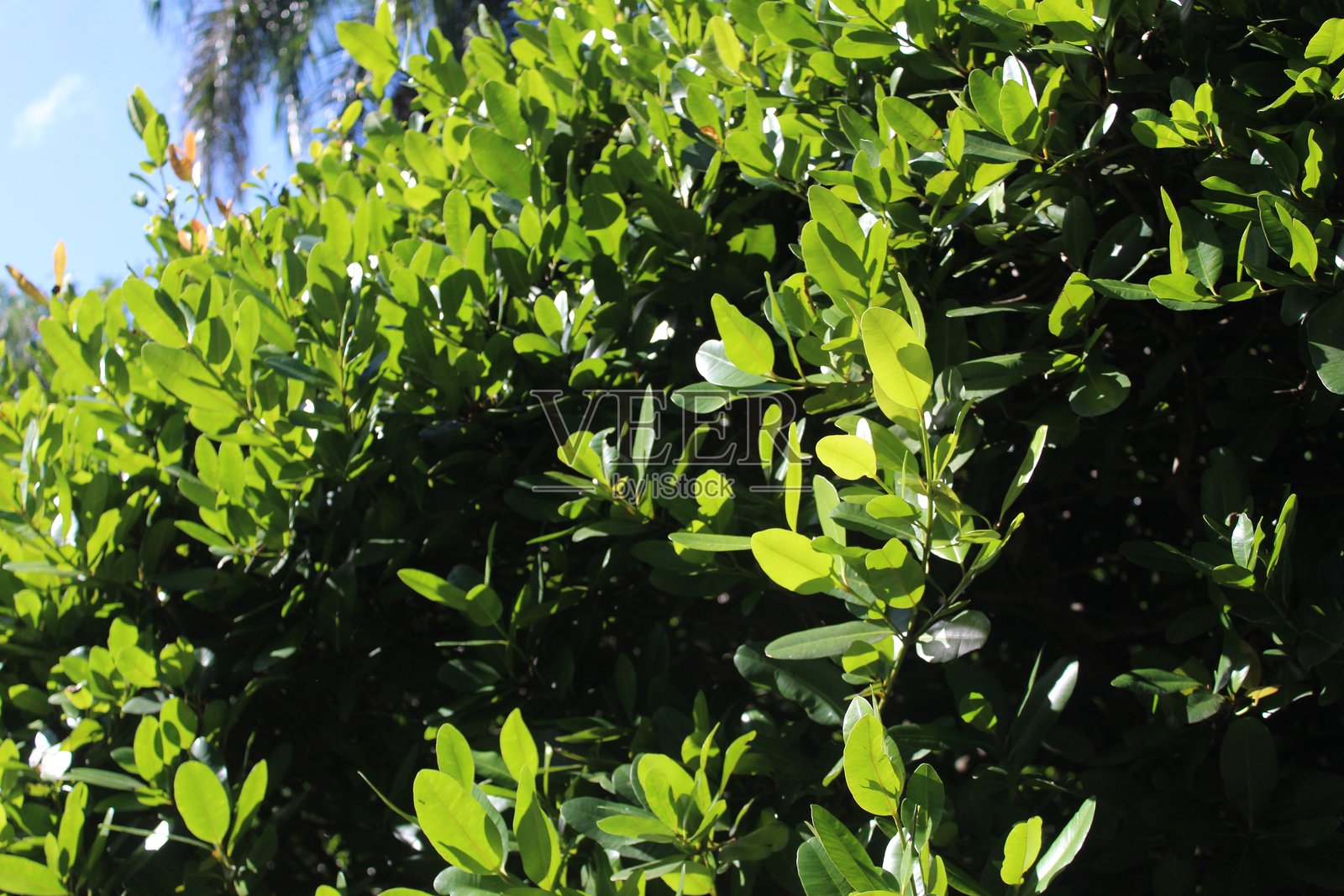 阳光以史诗般的方式照亮了发光的绿色树叶的特写照片摄影图片