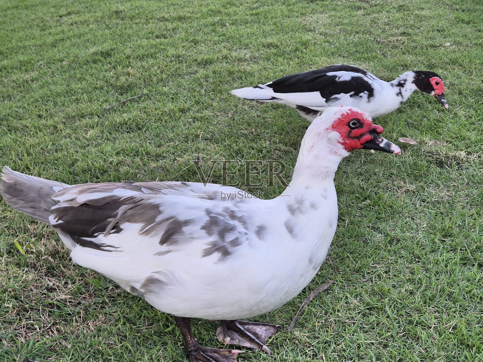 鸭子在草坪上散步。照片摄影图片