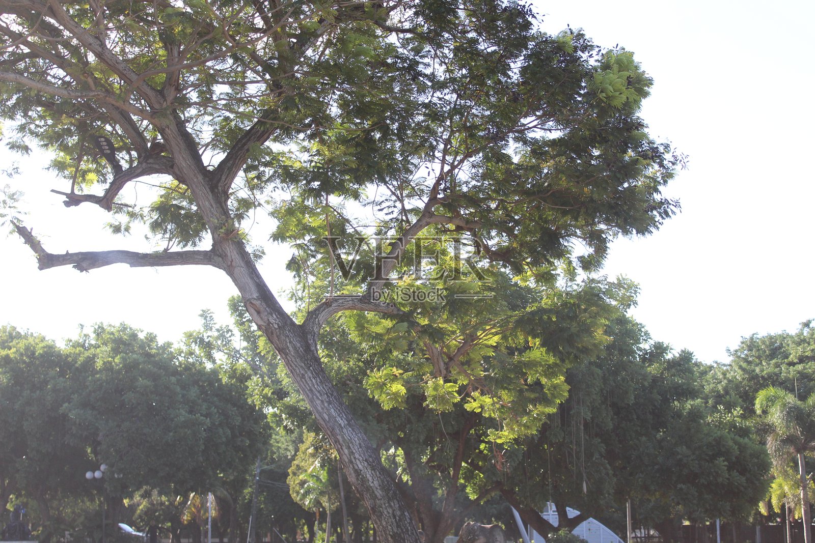 阳光史诗般地照亮了绿色的树叶照片摄影图片