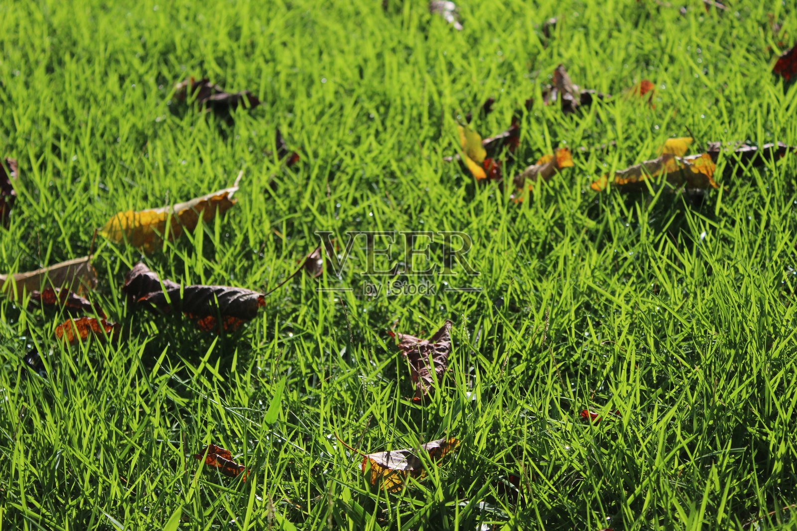 阳光下，近距离拍摄的绿色发光草地和落叶，光影效果壮观照片摄影图片
