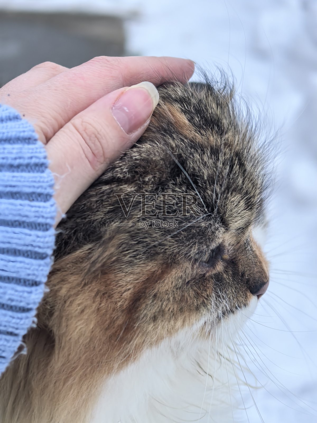 在雪景背景下，一只毛茸茸的燕尾服猫在雪地里嬉戏，这是对宠物、猫咪和宠物的美丽摄影作品，展现了冬季景观中的可爱猫咪。照片摄影图片