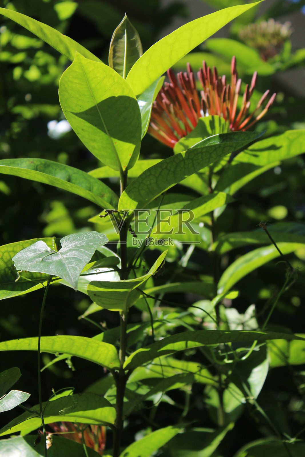 阳光以史诗般的方式照亮了朱槿花的特写，包括花茎和绿叶照片摄影图片