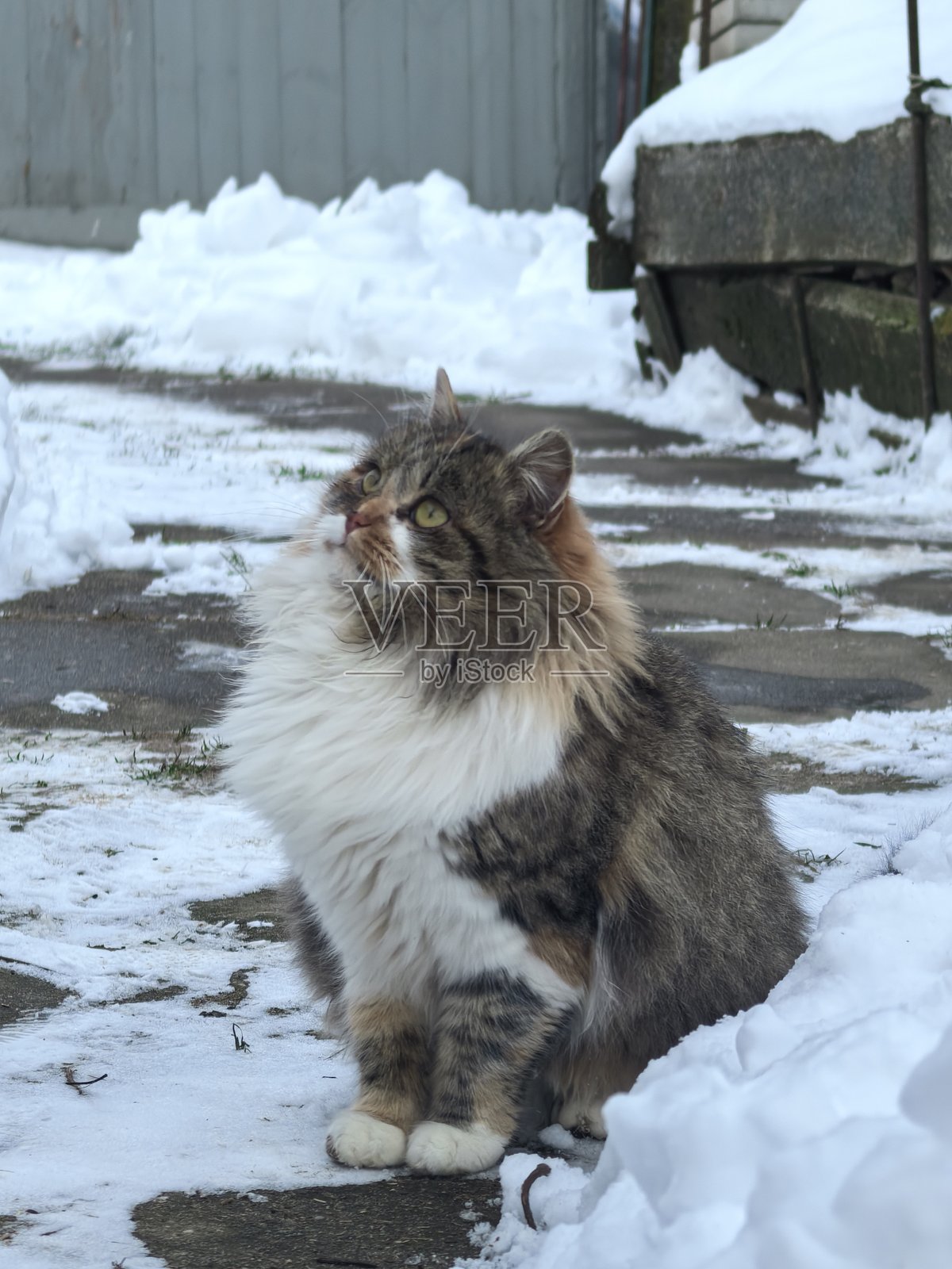 在雪景背景下，一只毛茸茸的燕尾服猫躺在雪地里、坐在雪地上，背景是冬季景观，这是一张美丽的宠物照片，关于宠物、猫、宠物的美丽照片、猫的美丽照片。照片摄影图片