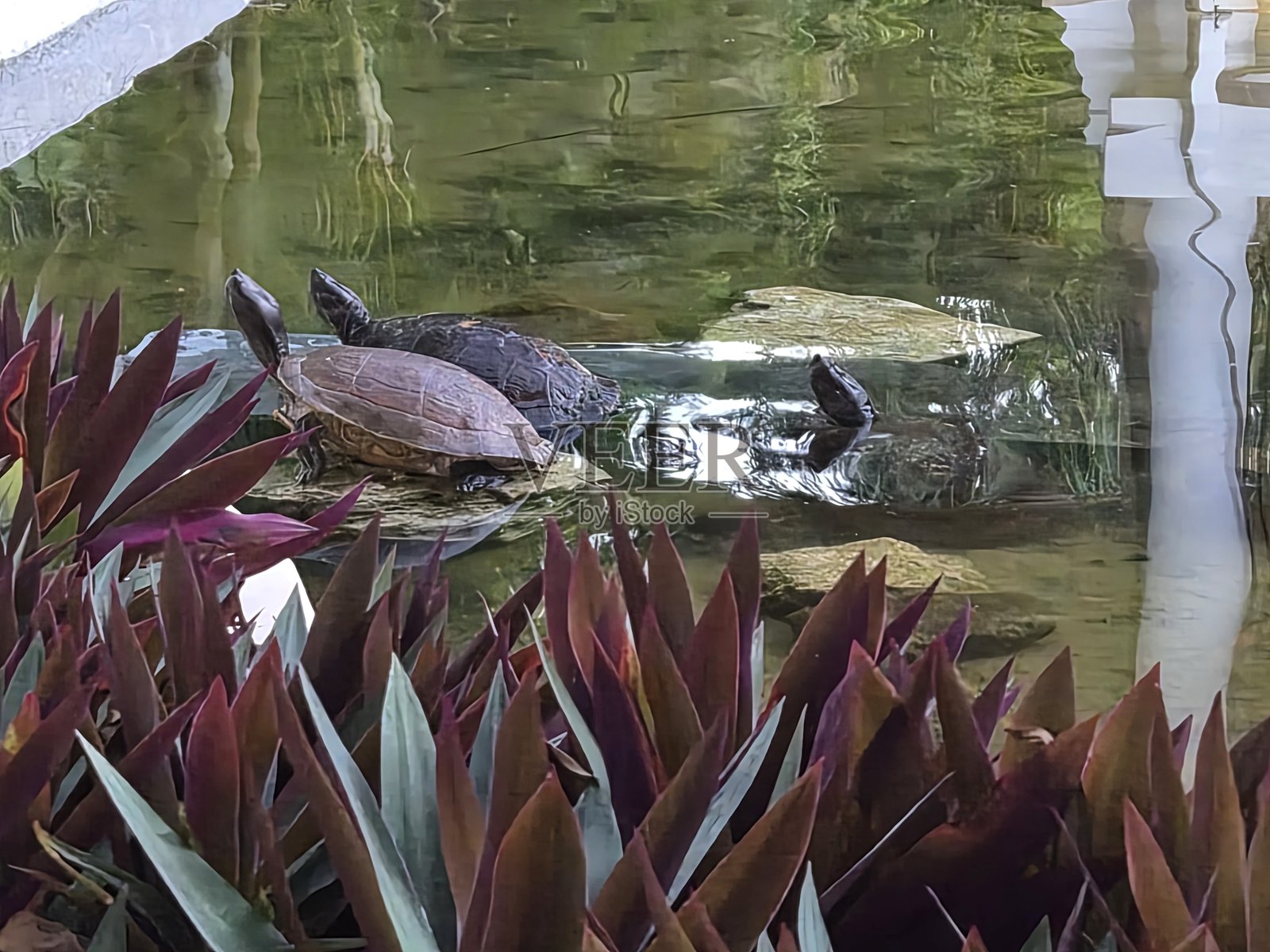 三只海龟照片摄影图片