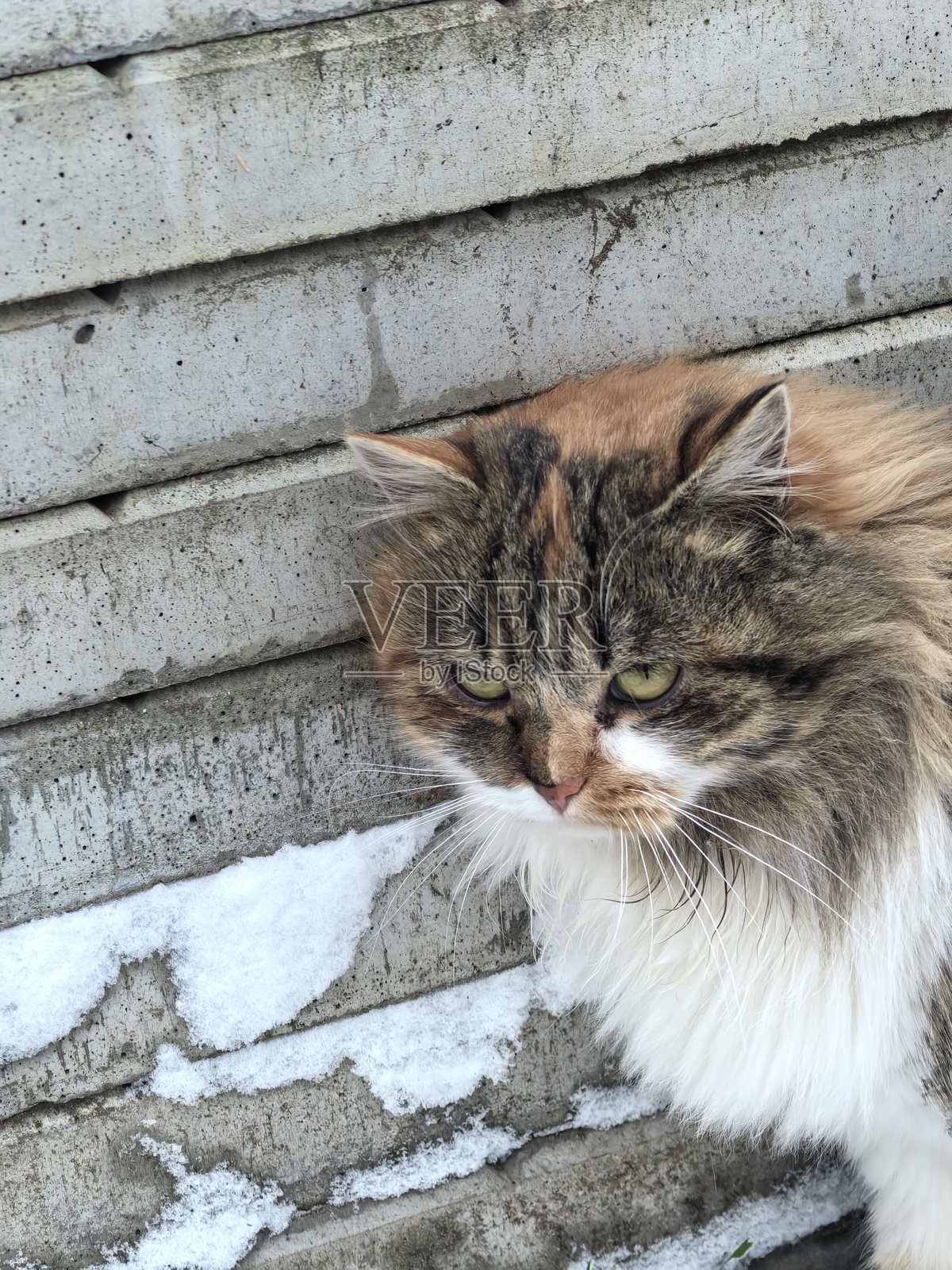 在雪景背景下，一只蓬松的燕尾服猫咪躺在雪地里或坐在雪地上，这是美丽的宠物照片，是猫咪的美丽照片，也是宠物的美丽照片。照片摄影图片