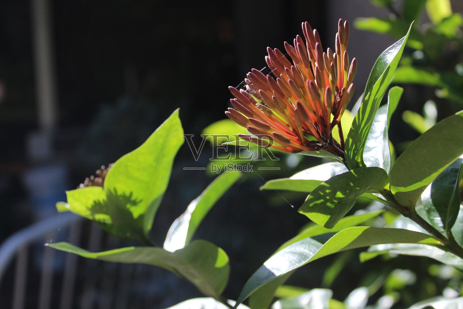 阳光史诗般地照耀着朱槿花的特写，包括花茎和绿叶照片摄影图片
