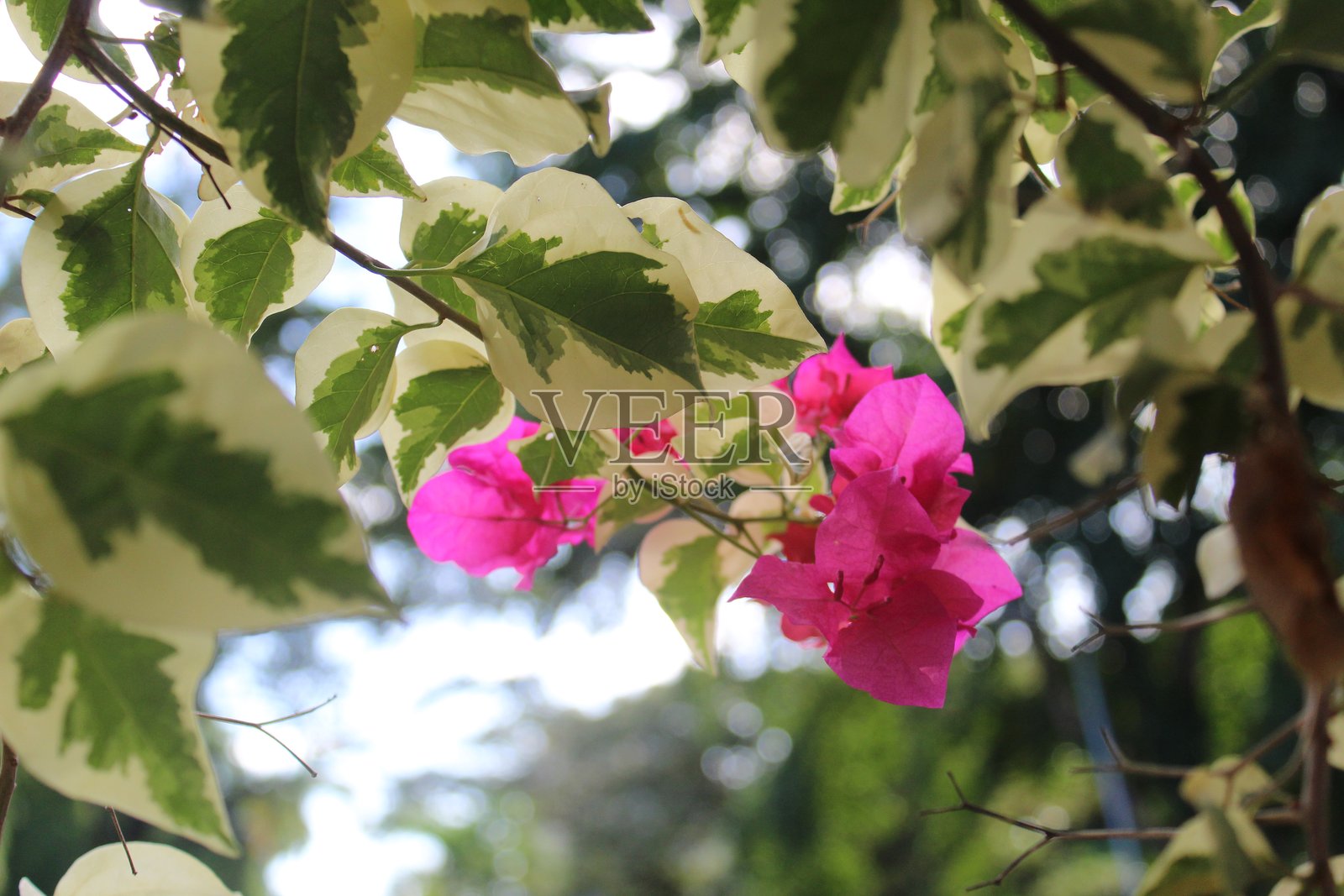 阳光下龙船花叶子的特写镜头，叶子被阳光照得如同史诗般灿烂照片摄影图片