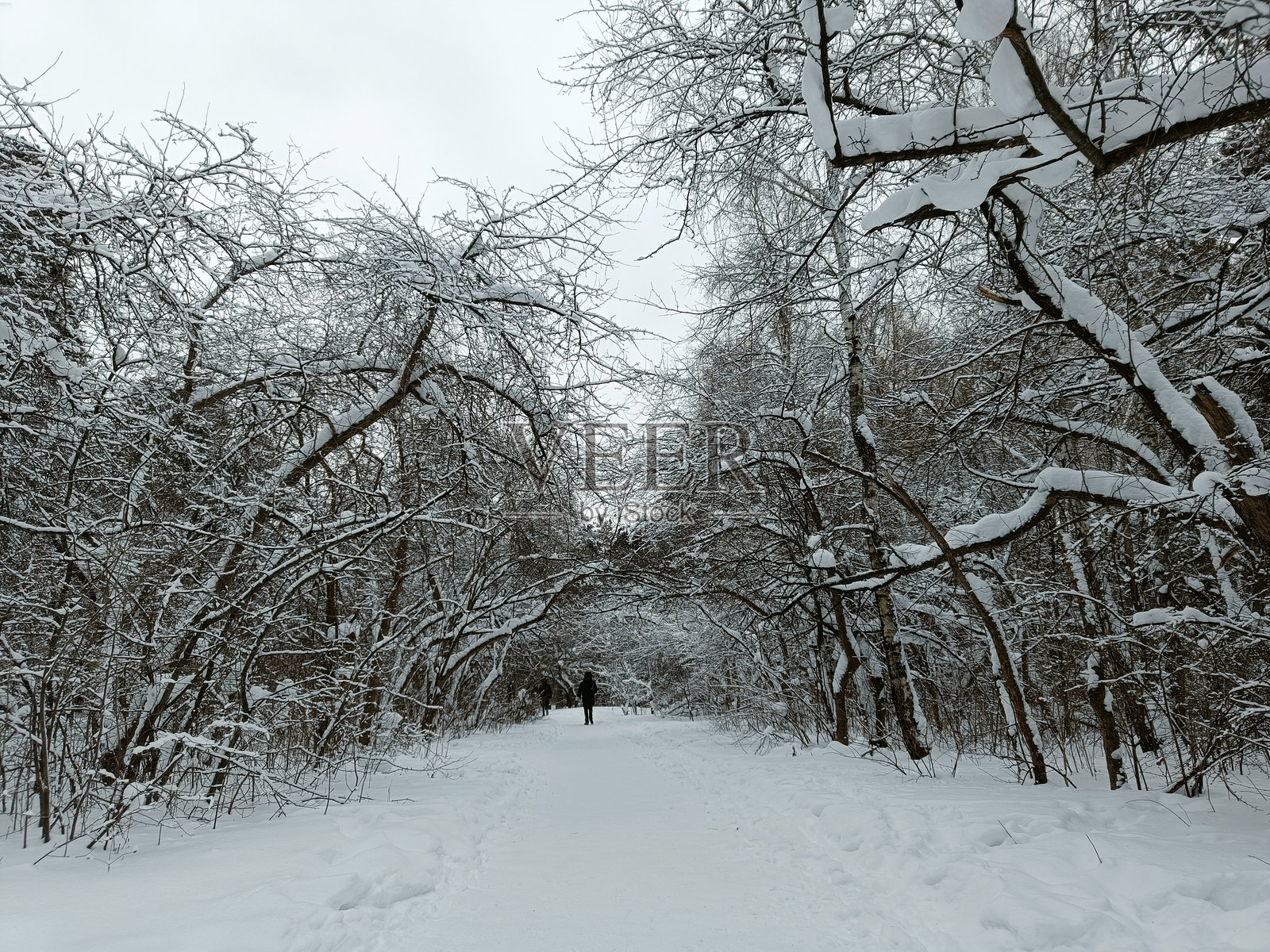 冬日森林中的白色雪堆照片摄影图片