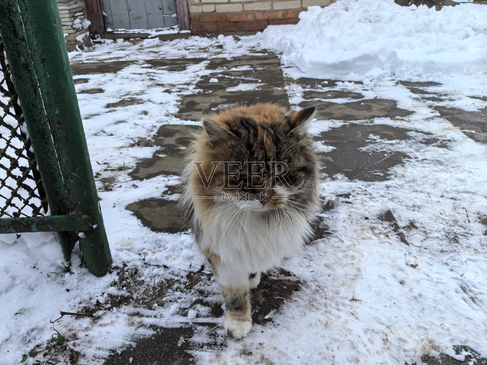 在雪景背景下，一只毛茸茸的燕尾服猫趴在雪地里、坐在雪地里，背景是冬季景观，这是一张关于宠物、猫和猫咪的精美照片。照片摄影图片