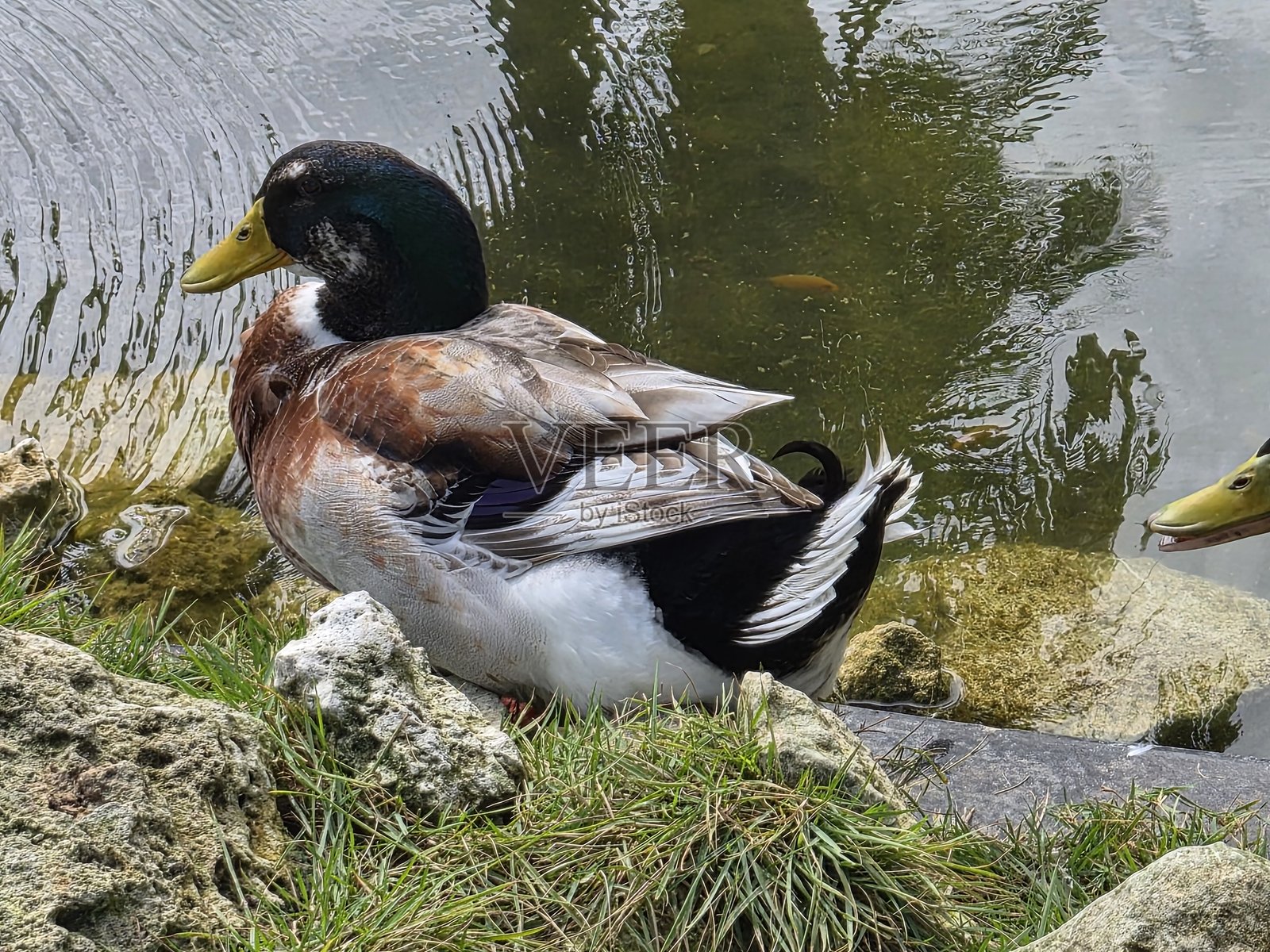 雄鸭照片摄影图片