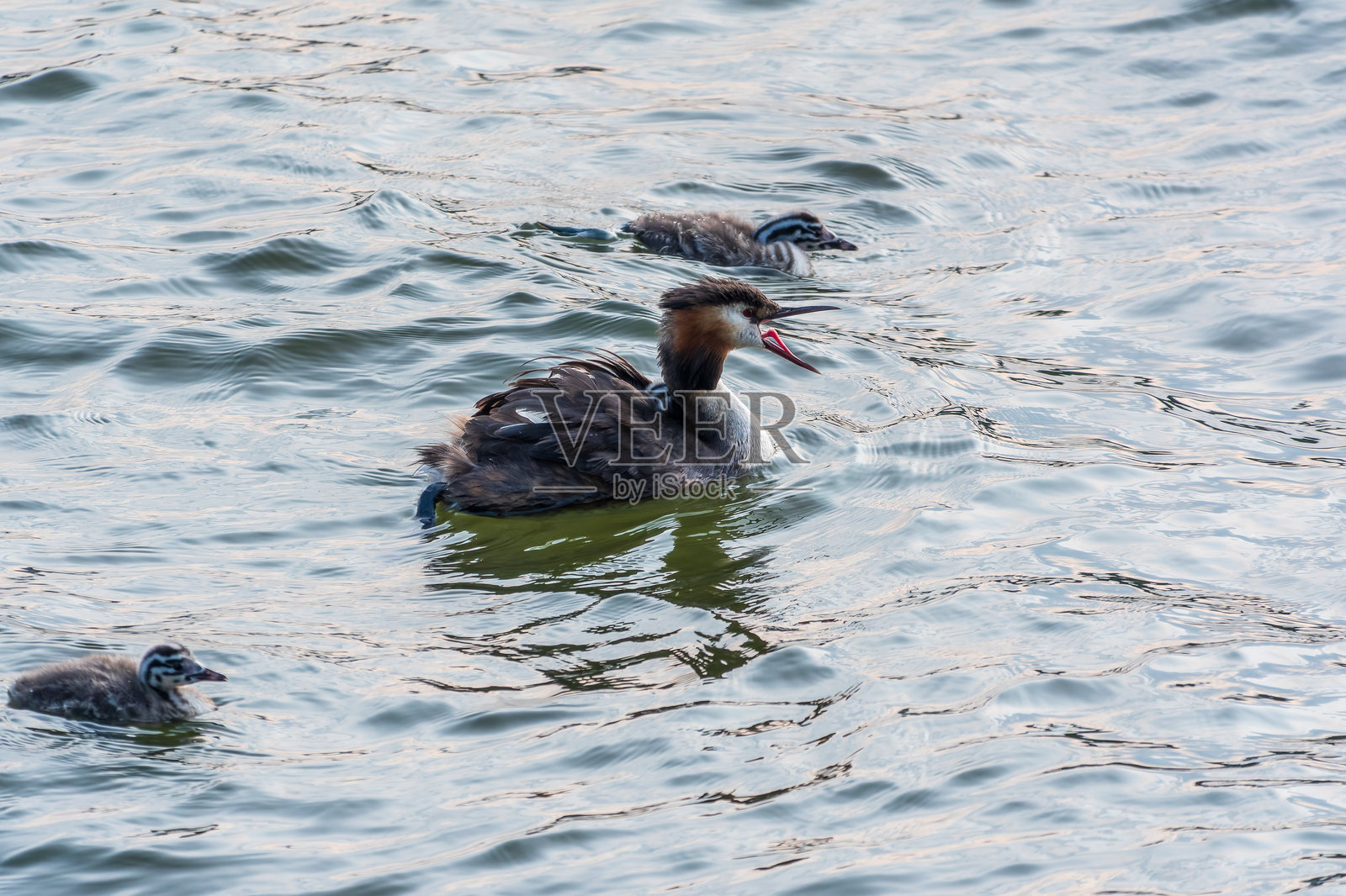 水中鸟类黑颈鸊鷉（Podiceps cristatus）在湖中游泳，可爱的幼鸟们趴在它背上照片摄影图片
