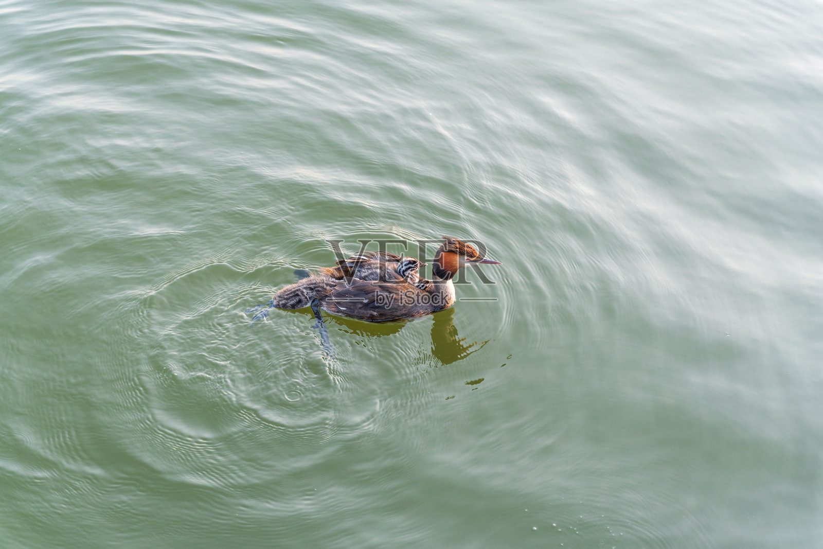 水中优雅的冠鸊鷉（Podiceps cristatus）及其背上可爱的幼崽照片摄影图片