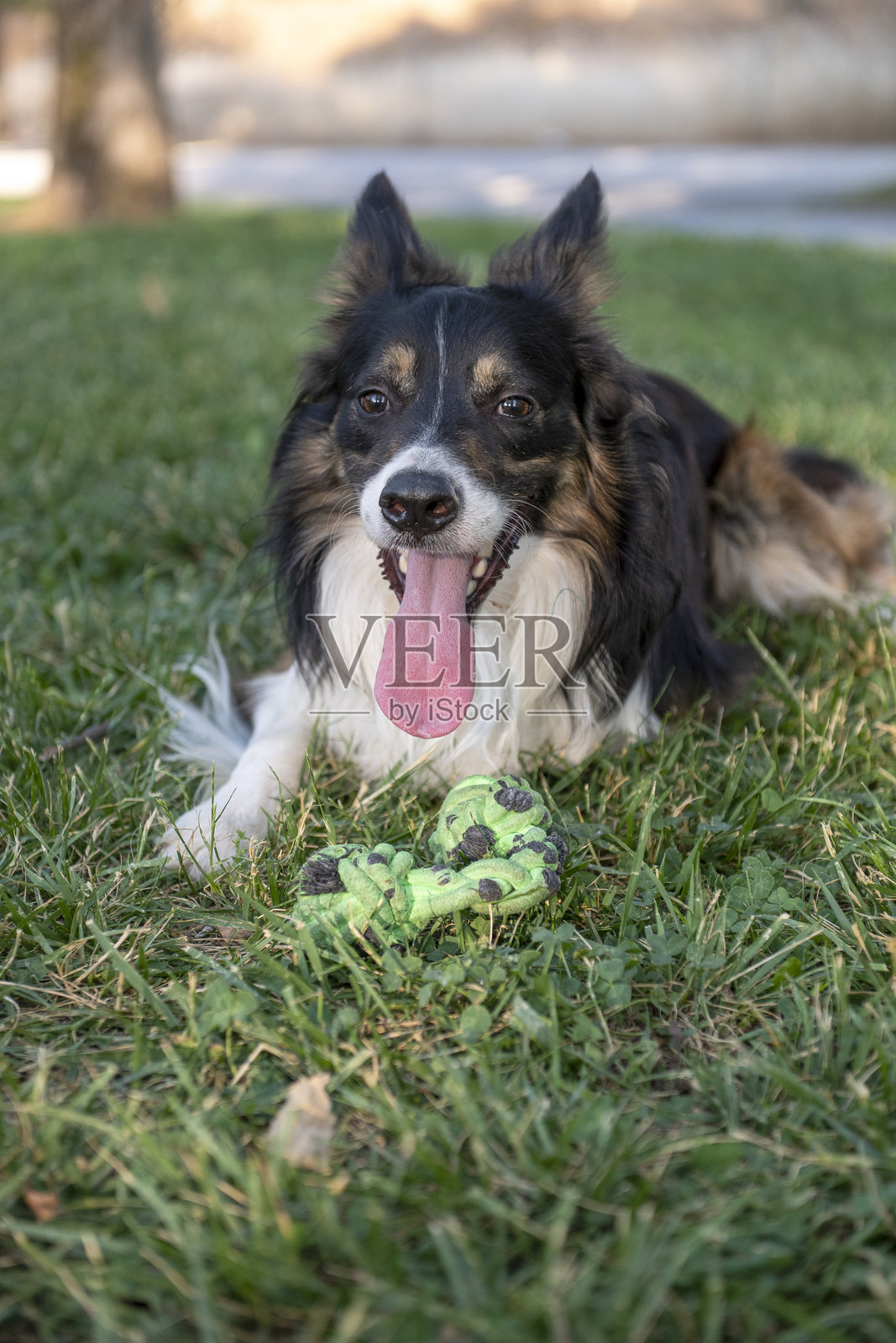 边境牧羊犬在公园里玩玩具照片摄影图片