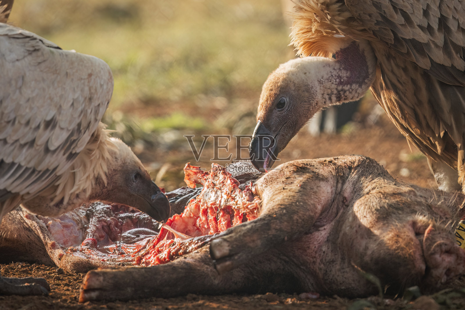 白背兀鹫在食腐肉照片摄影图片