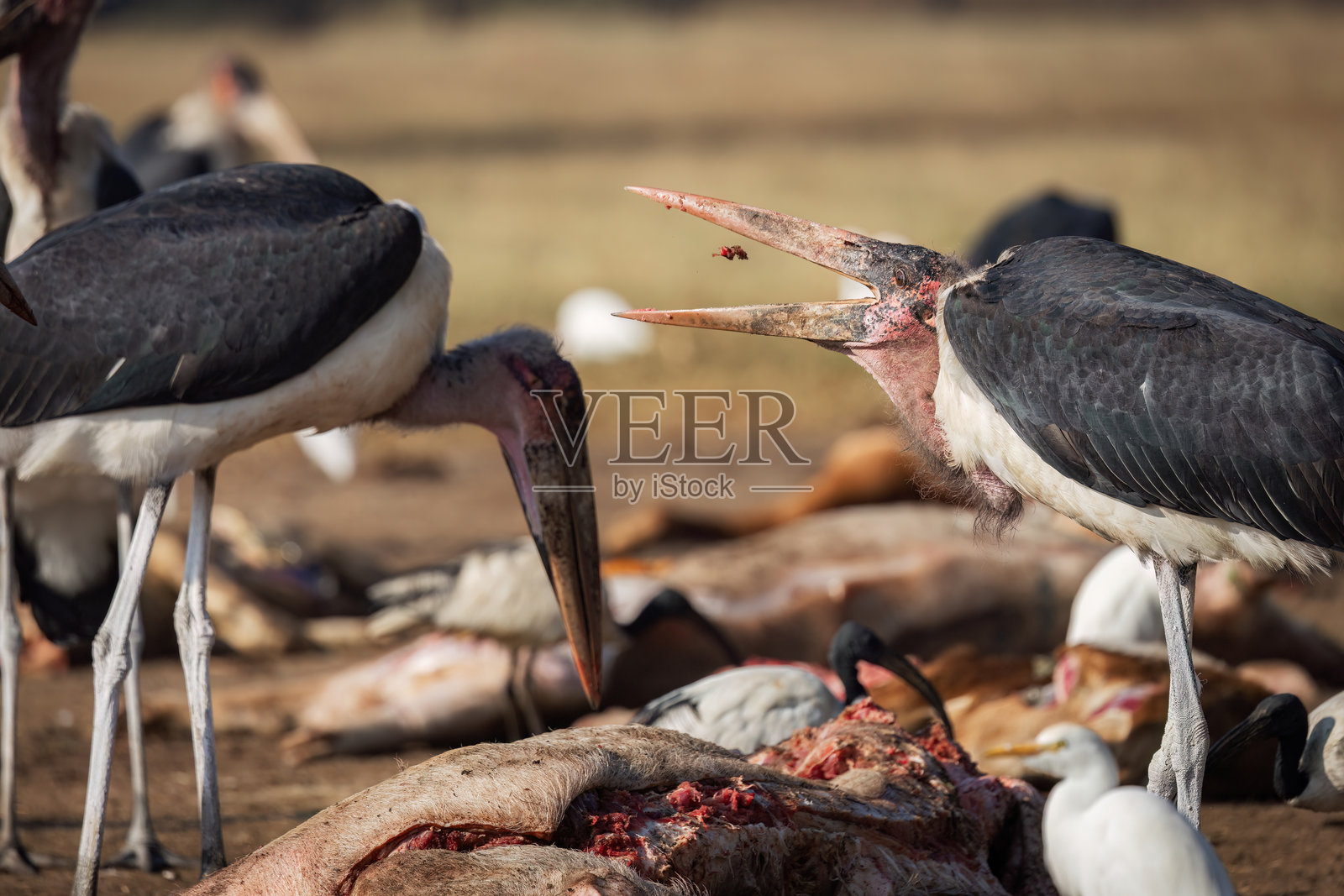 马拉布鹳在尸体间觅食照片摄影图片