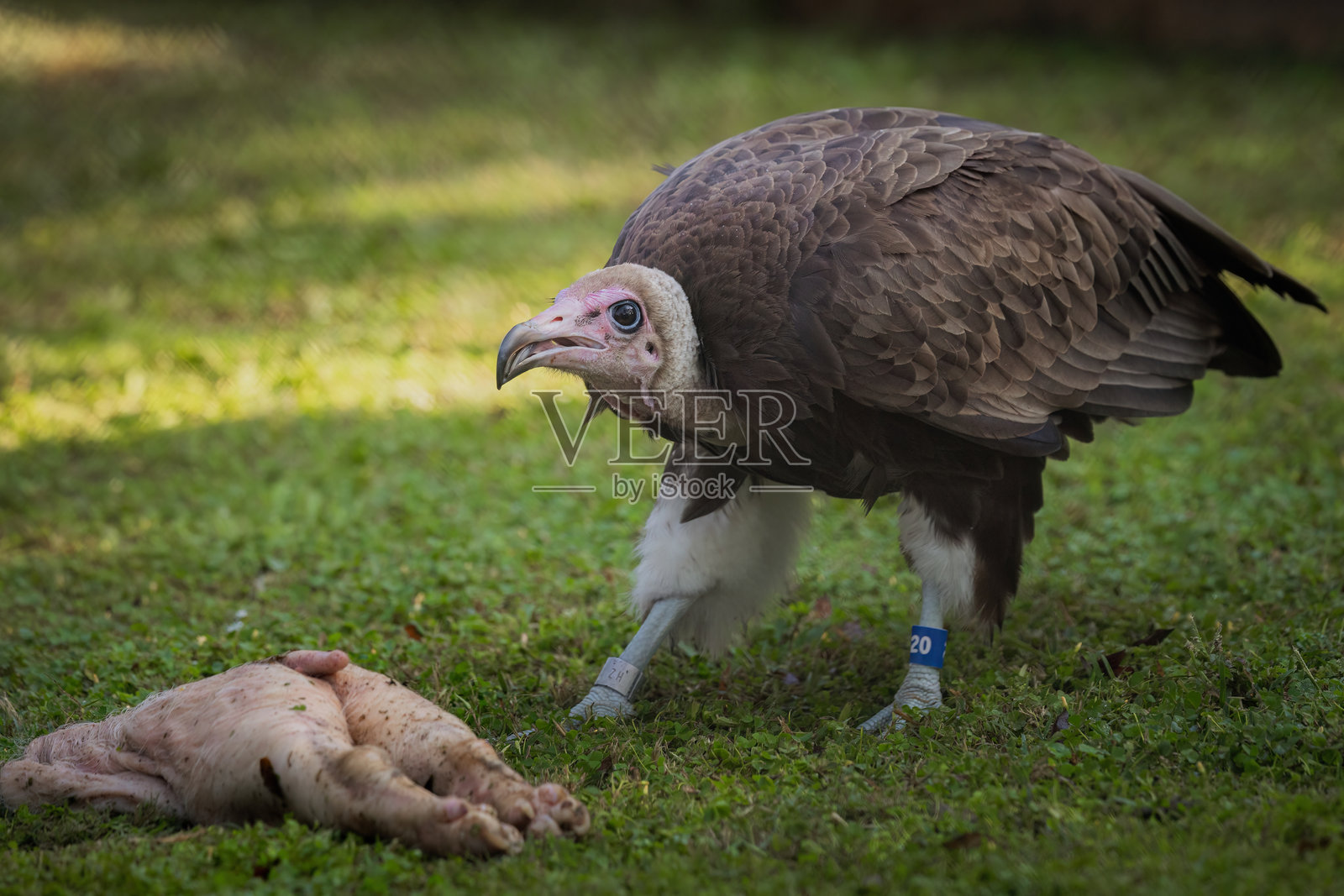 the hooded vulture standing near the carcass照片摄影图片