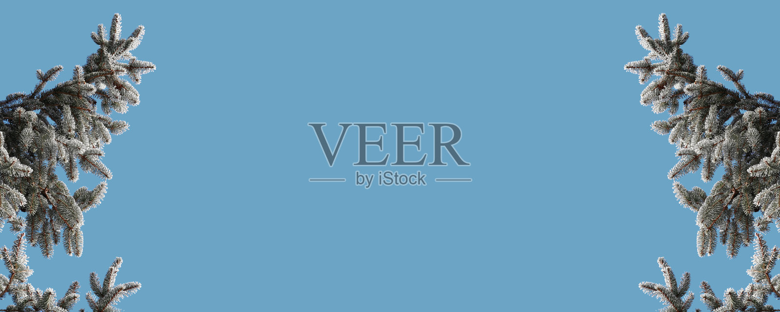 圣诞背景，带有松枝，在蓝色背景上孤立照片摄影图片