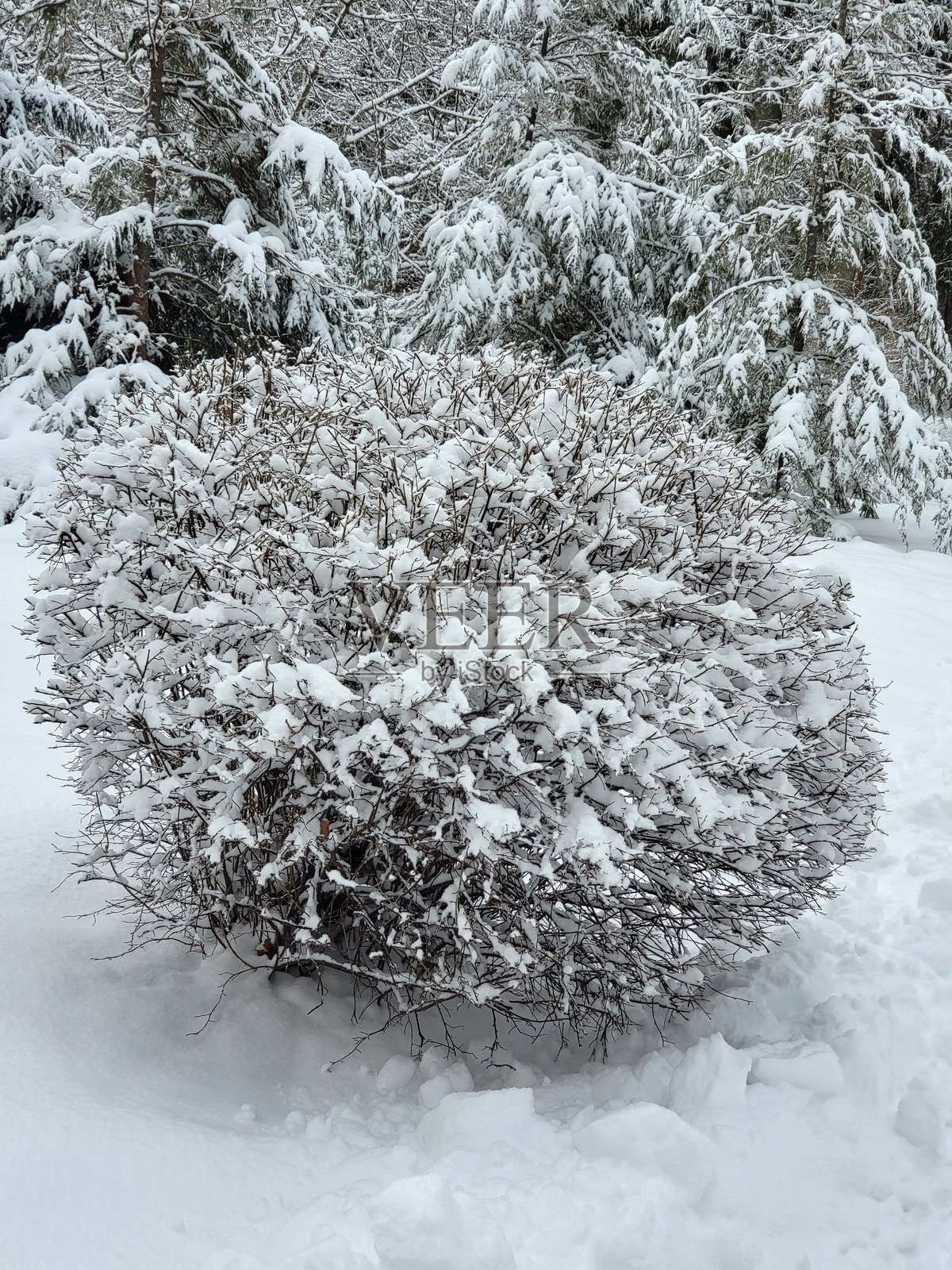 冬天照片摄影图片
