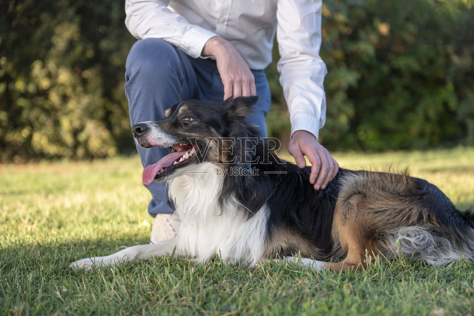 男人在公园里抚摸一只快乐的边境牧羊犬照片摄影图片