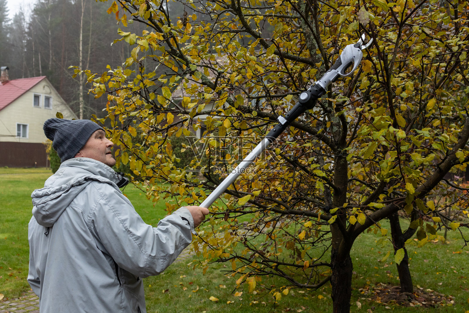 秋季花园里，男子用电动长杆剪枝器修剪树枝照片摄影图片