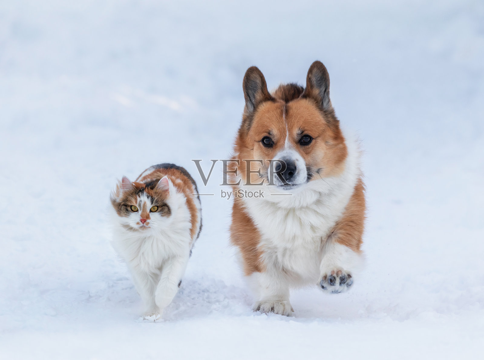 可爱的毛茸茸的朋友们，一只柯基犬和一只三花猫在冬季雪地公园里并排奔跑照片摄影图片