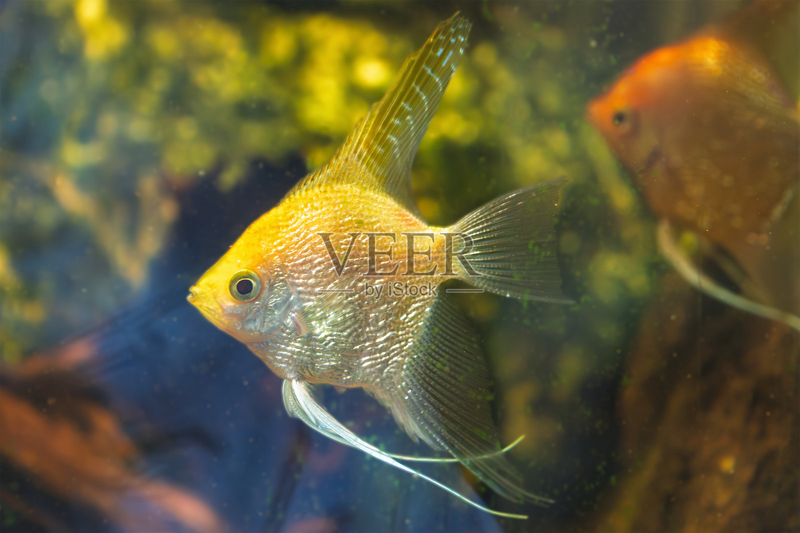 色彩鲜艳的水下环境中游动的神仙鱼特写照片摄影图片