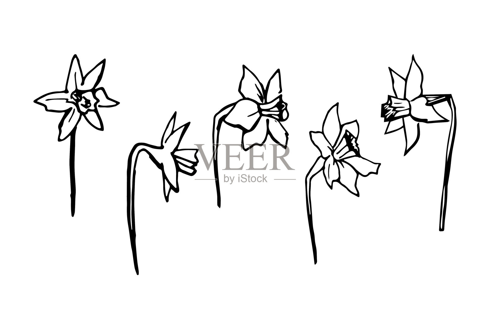 手绘奇幻风格的水仙花，采用黑色线条艺术。俏皮简约的花卉插画，孤立在白色背景上，适用于春季设计、文具、品牌、图案和装饰插画图片素材