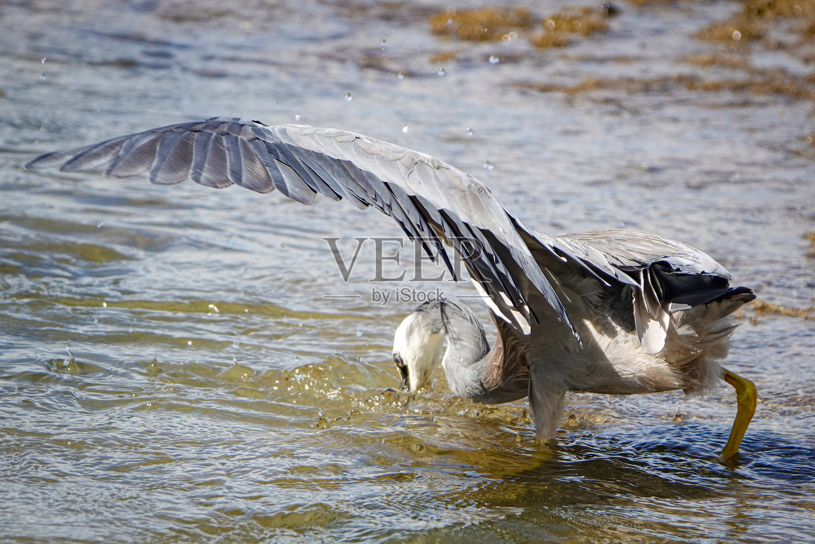 灰鹭捕鱼照片摄影图片