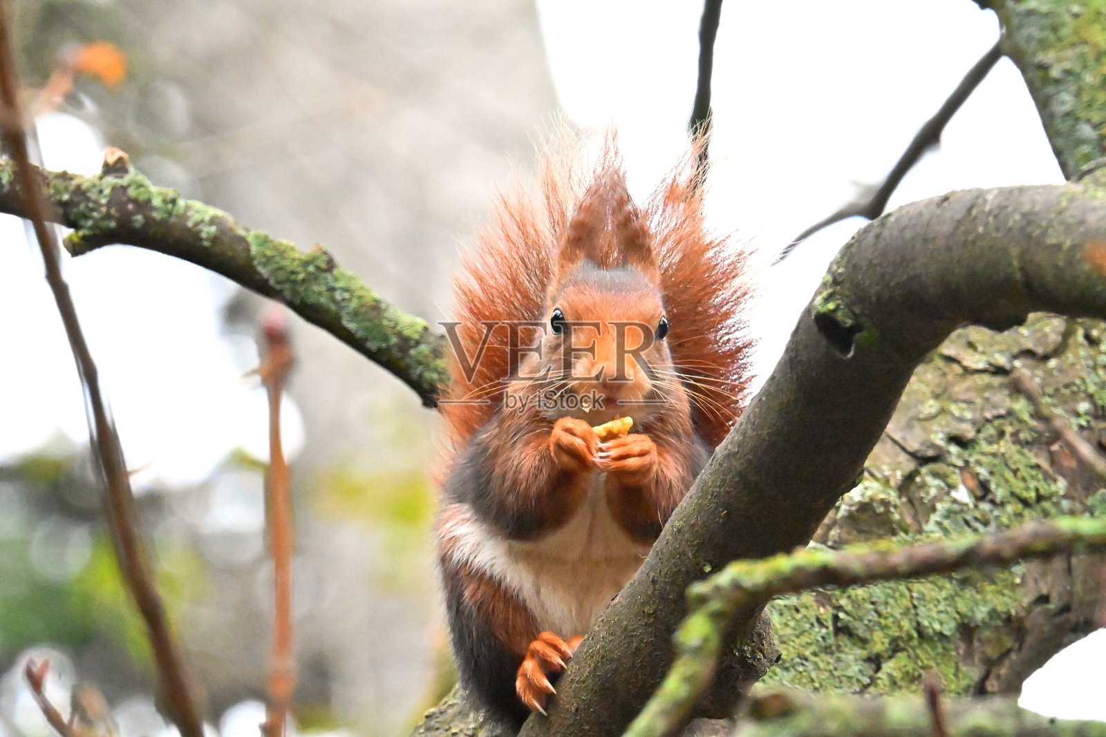 一只顽皮的松鼠在自然界中享受玩耍的乐趣照片摄影图片