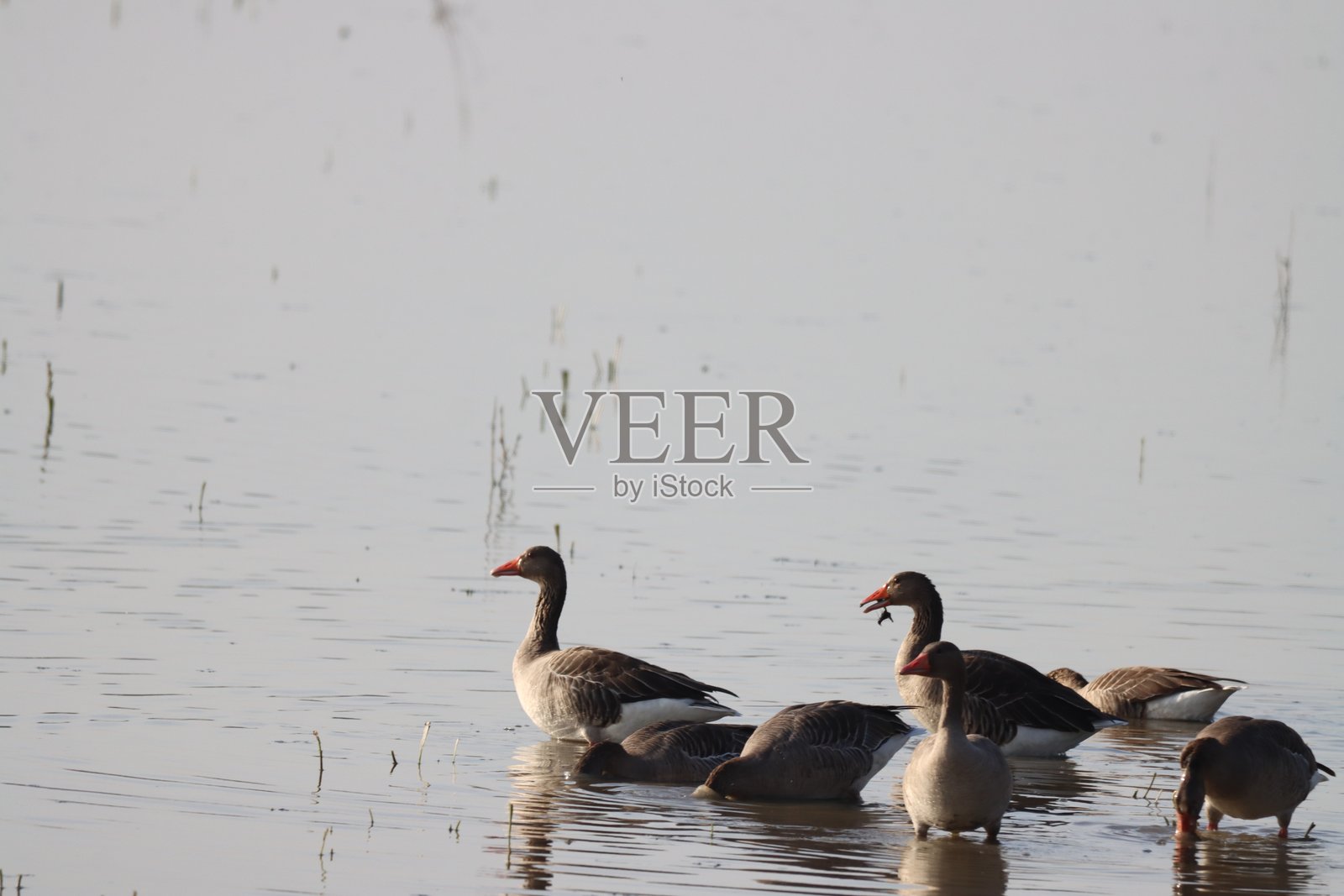 鹅，安萨尔，安萨雷斯，鸭子，帕托斯，鸭科，野生动物，野生动物照片摄影图片