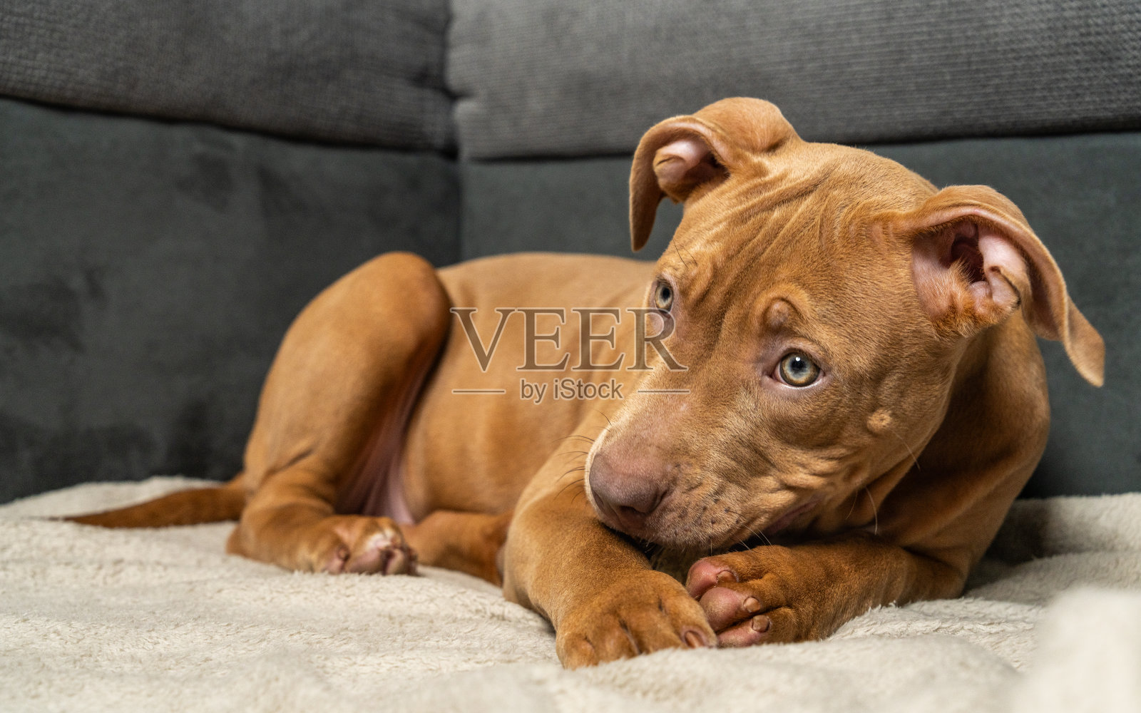 一只快乐的美国斯塔福郡梗犬幼犬正津津有味地吃着狗零食，特写镜头捕捉了宠物享受、满足和积极的情绪，是宠物食品的理想概念。照片摄影图片