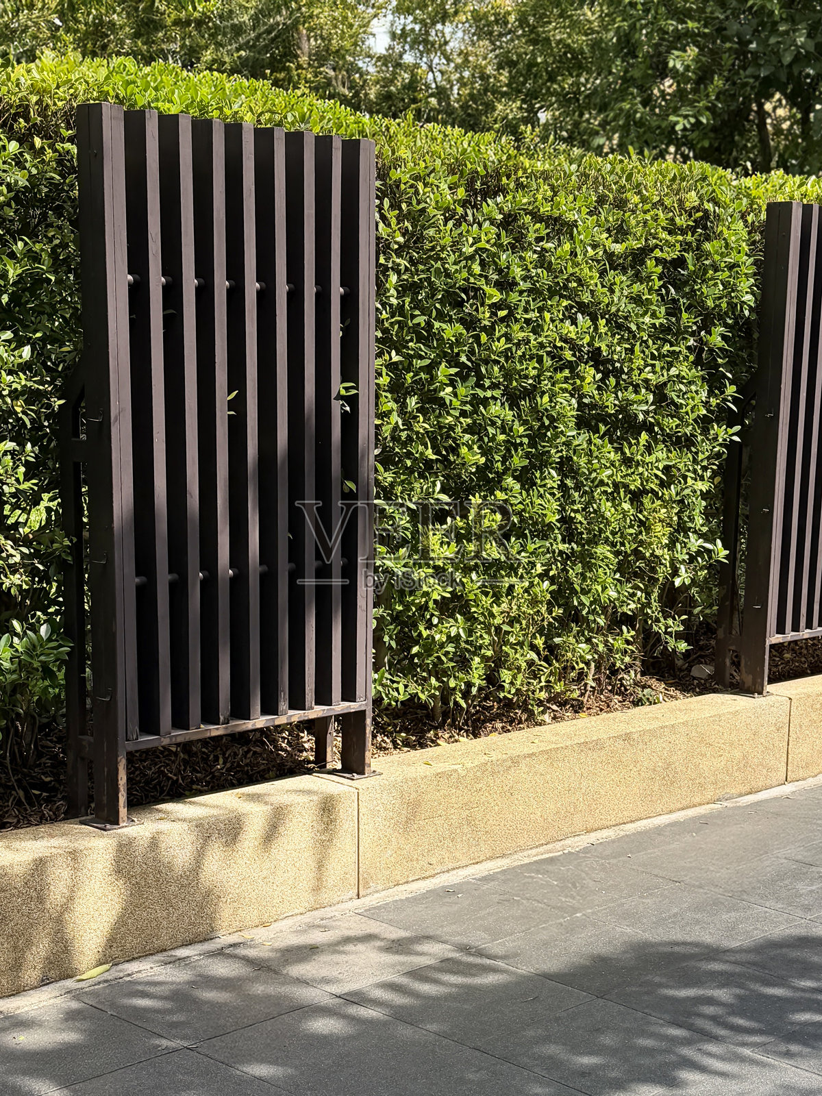 热带常绿榕树篱笆，修剪整齐的无花果树，整齐的树篱，木条镶板，现代花园隐私屏风，郁郁葱葱的绿植照片摄影图片